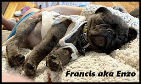 Aah, resting in mom's lap - Merle Pug Puppies | The dog was created specially for children. He is the god of frolic.