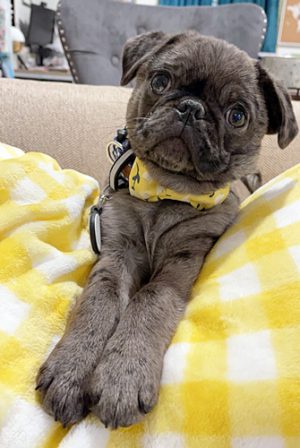 Yes, I actually pose for pictures - Merle Pug Puppies | No Matter how little money and how few possessions you own, having a dog makes you rich.
