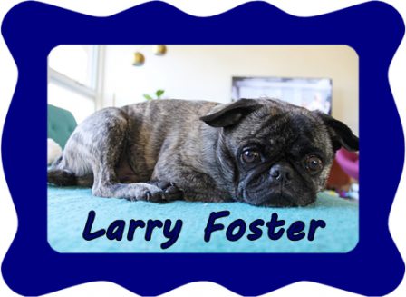 Larry is easy going and a sweetheart.  He tips the scales at 20 lbs. - Adult Brindle Pug | Did you ever walk into a room and forget why you walked in? I think that is how dogs spend their lives.