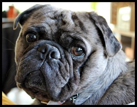 Frank Foster is "the boss" and breaks the scale at 43 lbs. - Adult Merle Pug | The dog was created specially for children. He is the god of frolic.