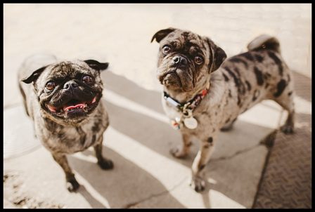 Larry, brindle, and Franklin, blue merle are BFFs - Multiple Color Pugs - Puppies and Adults | Dogs feel very strongly that they should always go with you in the car, in case the need should arise for them to bark violently at nothing, right in your ear.