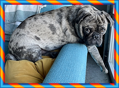 Cinder's and Moody Blue's Franklin born 10.08.20 - Adult Merle Pug | The one absolutely unselfish friend that man can have in this selfish world, the one that never deserts him, the one that never proves ungrateful or treacherous, is his dog.
