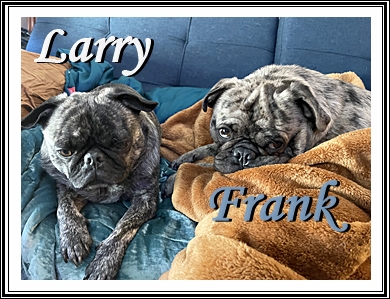 Jason & Evette's boys Larry, brindle, and Frank, merle - Adult Multiple Color Pugs | The one absolutely unselfish friend that man can have in this selfish world, the one that never deserts him, the one that never proves ungrateful or treacherous, is his dog.