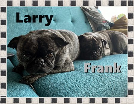 Frank is a lot bigger but Larry is older and the boss - Adult Multiple Color Pugs | Don't accept your dog's admiration as conclusive evidence that you are wonderful.