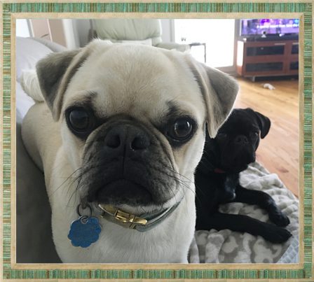 Gayle's Millie with her girlfriend Emmy Lou - Multiple Color Pugs - Puppies and Adults | If you pick up a starving dog and make him prosperous he will not bite you. This is the principal difference between a dog and man.