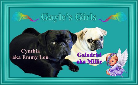Gayle's Gorgeous Girls - Adult Multiple Color Pugs | Don't accept your dog's admiration as conclusive evidence that you are wonderful.