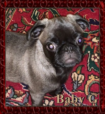 Cocoa's Baby G - silver with a hint of chocolate - Silver Pug Puppies | If you don't own a dog, at least one, there is not necessarily anything wrong with you, but there may be something wrong with your life.