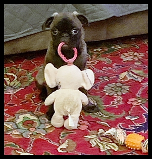 Cocoa's Baby G Luther "loveable, smart, cuddly, playful, personality+" - Silver Pug Puppies | Once you have had a wonderful dog, a life without one is a life diminished.