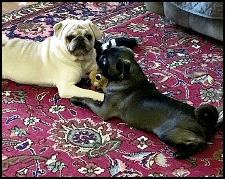 Pug puppy adoration of his slightly older buddy - Multiple Color Pugs - Puppies and Adults | A dog can't think that much about what he's doing, he just does what feels right.