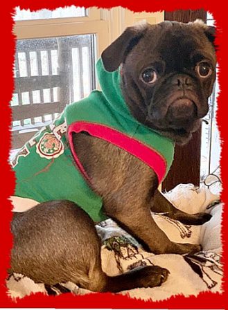 Do I look like I want to wear a hoodie? - Silver Pug Puppies | Don't accept your dog's admiration as conclusive evidence that you are wonderful.