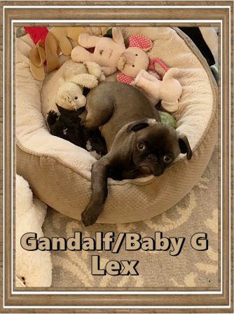 Cocoa's Gandalf/Baby G/Lex - Silver Pug Puppies | A dog will teach you unconditional love, if you can have that in your life, things won't be too bad.