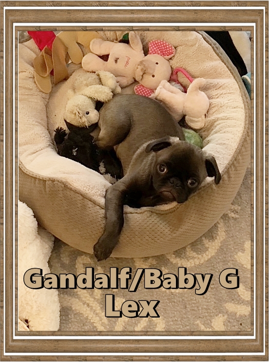 Cocoa's Gandalf/Baby G/Lex