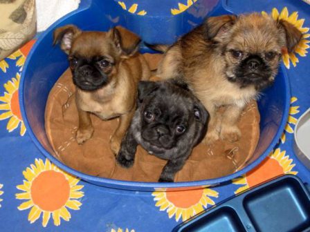 Two Griffs and a Pug - Multiple Color Pugs Puppies | The dog was created specially for children. He is the god of frolic.