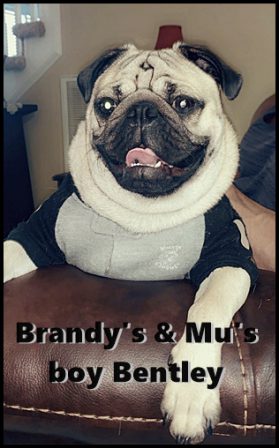 BRP's George aka Bentley from Brandy and Mufasa - Fawn Pug Puppies | I've seen a look in dogs' eyes, a quickly vanishing look of amazed contempt, and I am convinced that basically dogs think humans are nuts.