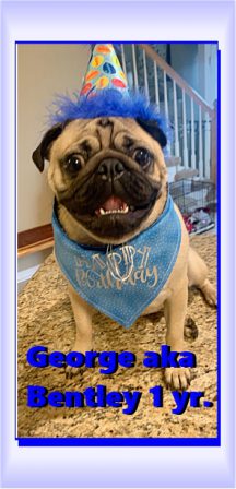 Brandy's George/Bentley on his first birthday. - Adult Fawn Pug | A dog is one of the remaining reasons why some people can be persuaded to go for a walk.