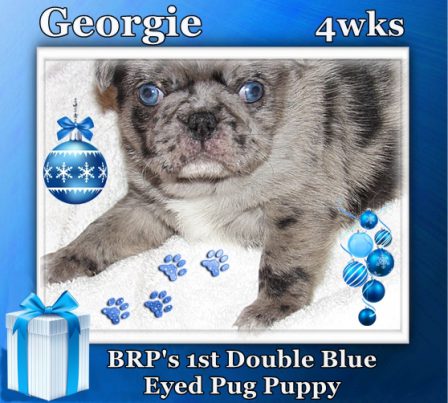 Lady Blue/Clyde produced the 1st double blue eyed puppy - Merle Pug Puppies | If I have any beliefs about immortality, it is that certain dogs I have known will go to heaven, and very, very few persons.