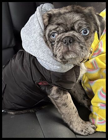 I'm liking these new threads! - Merle Pug Puppies | If you think dogs can't count, try putting three dog biscuits in your pocket and give him only two of them.