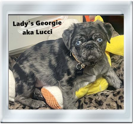 Beautiful Blue Eyes - Merle Pug Puppies | Outside of a dog, a book is man's best friend - inside of a dog it's too dark to read.