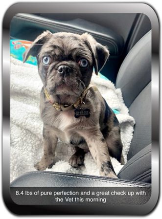 Georgie/Lucci got an A+ at his first vet visit - Merle Pug Puppies | Don't accept your dog's admiration as conclusive evidence that you are wonderful.