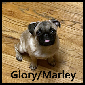 Puddin's sweet girl Glory/Marley at 9 months old - Fawn Pug Puppies | A dog can't think that much about what he's doing, he just does what feels right.