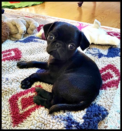 The Lanier's found their little Grady just in time for the holidays - Black Pug Puppies | The dog was created specially for children. He is the god of frolic.