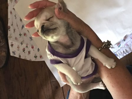 Ozzy is a chinchilla - Multiple Color Pugs Puppies | The great pleasure of a dog is that you may make a fool of yourself with him and not only will he not scold you, but he will make a fool of himself too.