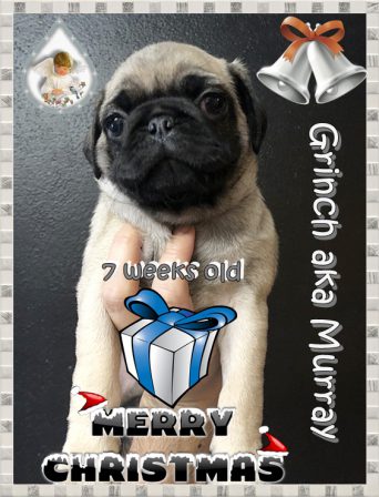 Murray says Merry Christmas - Fawn Pug Puppies | A dog can't think that much about what he's doing, he just does what feels right.