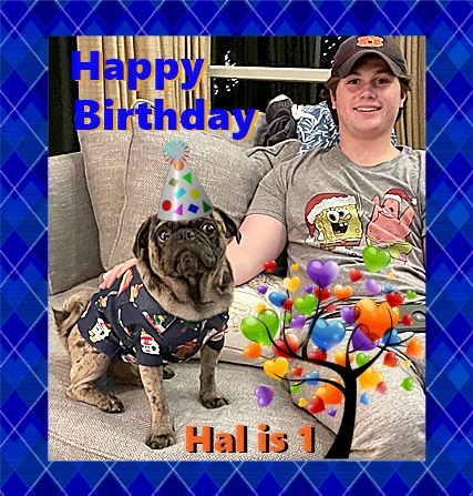 Lady Blue's/Sterling's boy Hal on his 1st birthday - Adult Merle Pug | If you think dogs can't count, try putting three dog biscuits in your pocket and give him only two of them.