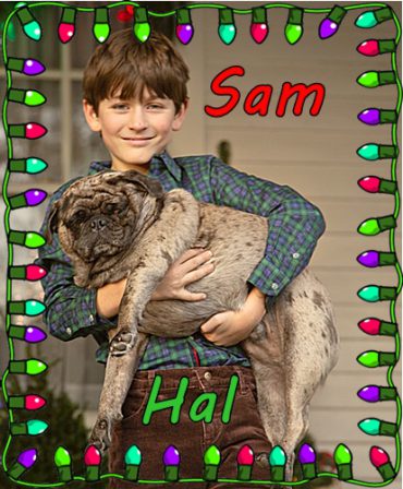 Sweet Sam holding Hefty Hal Christmas 2023 - Adult Merle Pug | When a man's best friend is his dog, that dog has a problem.