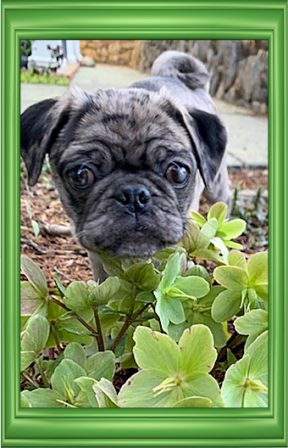 Lady Blue/Sterling Puppy Hal - Merle Pug Puppies | Such short lives our dogs have to spend with us, and they spend most of it waiting for us to come home each day.