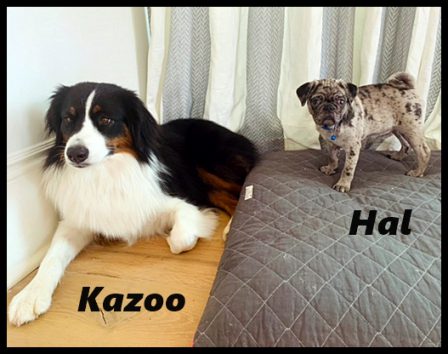 Hal & Kazoo - Merle Pug Puppies | A dog is one of the remaining reasons why some people can be persuaded to go for a walk.