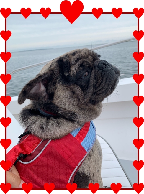 Captain Hal enjoying his boat ride in Nantucket