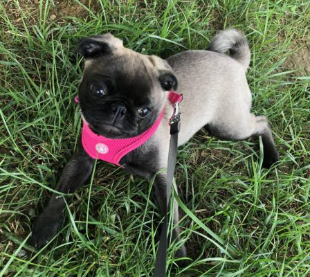 My name is Paetyn and everyone says I am gorgeous! - Silver Pug Puppies | Dogs love their friends and bite their enemies, quite unlike people, who are incapable of pure love and always mix love and hate.