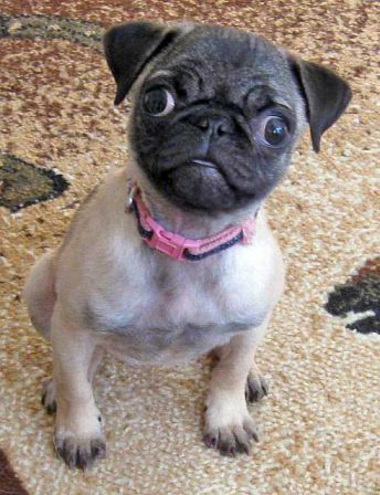 You talkin' to me? - Fawn Pug Puppies | Once you have had a wonderful dog, a life without one is a life diminished.