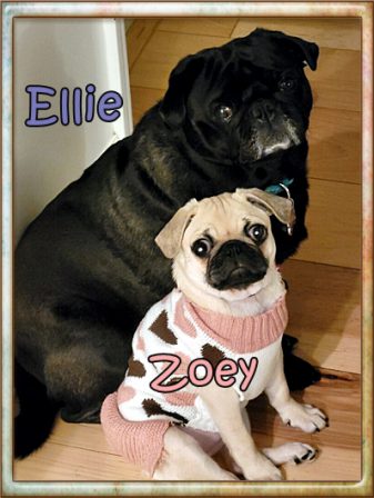 Lucy's Hera/Zoey with her friend - Multiple Color Pugs - Puppies and Adults | The one absolutely unselfish friend that man can have in this selfish world, the one that never deserts him, the one that never proves ungrateful or treacherous, is his dog.