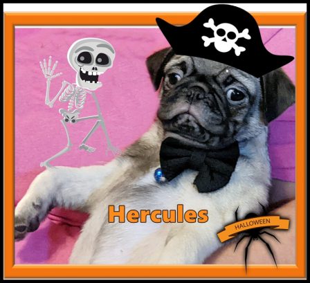 Hercules is the slayer of goblins and ghouls! - Fawn Pug Puppies | Old dogs, like old shoes, are comfortable. They might be a bit out of shape and a little worn around the edges, but they fit well.