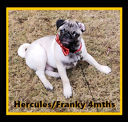 Franky Richey at 4 months old - Fawn Pug Puppies | Money will buy you a pretty good dog, but it won't buy the wag of his tail.