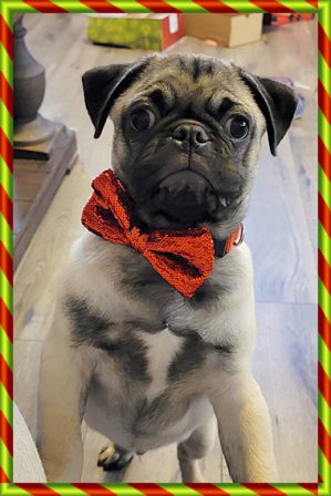 Hercules/Franky says Merry Christmas! - Fawn Pug Puppies | No one appreciates the very special genius of your conversation as the dog does.