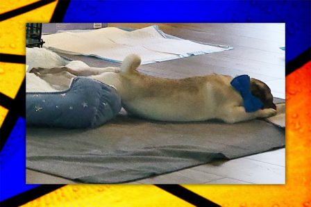 Ever hear of stretching out for a nap? - Fawn Pug Puppies | If you don't own a dog, at least one, there is not necessarily anything wrong with you, but there may be something wrong with your life.