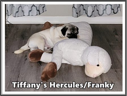 Franky's favorite bed - Fawn Pug Puppies | Every boy who has a dog should also have a mother, so the dog can be fed regularly.
