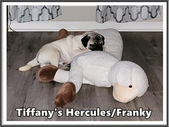 Franky's favorite bed