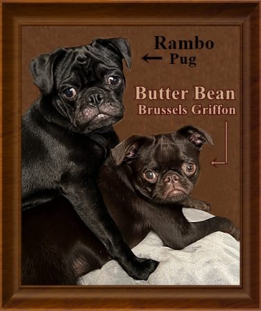 Lucy's Jerry/Rambo and Raven's Hershey Kiss/Butter Bean - Multiple Color Pugs Puppies | One reason a dog can be such a comfort when you're feeling blue is that he doesn't try to find out why.