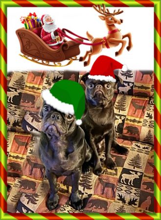 Rambo hears Santa and Butter Bean sees him - Adult Multiple Color Pugs | Old dogs, like old shoes, are comfortable. They might be a bit out of shape and a little worn around the edges, but they fit well.