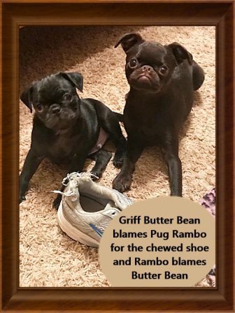 Who REALLY chewed daddy's shoe? - Multiple Color Pugs Puppies | The dog was created specially for children. He is the god of frolic.