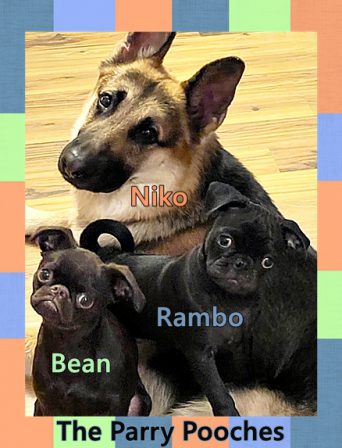 What good looking boys! - Multiple Color Pugs - Puppies and Adults | Don't accept your dog's admiration as conclusive evidence that you are wonderful.