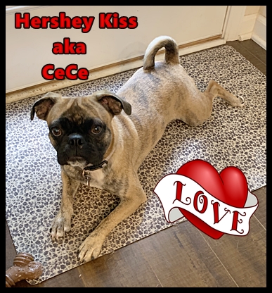 CeCe all grown up - Adult Brindle Pug | Dogs love their friends and bite their enemies, quite unlike people, who are incapable of pure love and always mix love and hate.