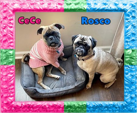 CeCe's best bud Rosco - Adult Multiple Color Pugs | To sit with a dog on a hillside on a glorious afternoon is to be back in Eden.