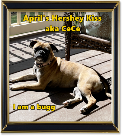 Catching rays! - Adult Brindle Pug | When a man's best friend is his dog, that dog has a problem.