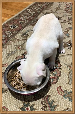 Dolly's first meal in her new home - White Pug Puppies | No matter how little money and how few possessions you own, having a dog makes you rich.