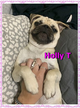 and who doesn't like a belly rub? - Fawn Pug Puppies | The dog was created specially for children. He is the god of frolic.